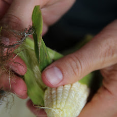 Corn 