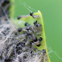 Sawfly larvae?