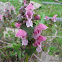 Lamium maculatum