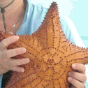 Cushion starfish