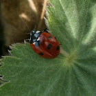 Seven-spotted Ladybug /Zevenstippelig lieveheersbeestje