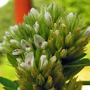 Round-headed Bush-clover