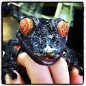 Giant Leaf-Tail Gecko