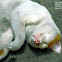 Domestic Short-haired Cat
