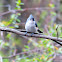 Tufted Titmouse