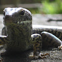 Eastern Water Skink (in Sydney's NW)