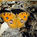 Peacock Pansy