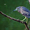 Black-crowned Night Heron