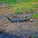 Nile Crocodile