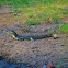 Nile Crocodile