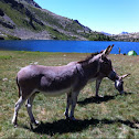 Donkey, asino