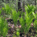 Ostrich Fern