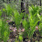 Ostrich Fern