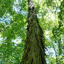 Shagbark hickory