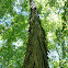 Shagbark hickory