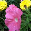 Pink Flower