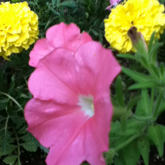 Spotting Image 1