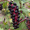 Pokeweed