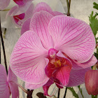 Moth Orchid / Phaelonopsis hybrid