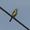 Dickcissel