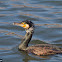 Great Cormorant