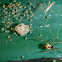 Tangle-web Spider