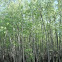 Baldcypress