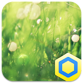 숲속의 아침 - 카카오홈 테마 1.0 - KakaoHome Theme