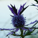 Leavenworth's Eryngo