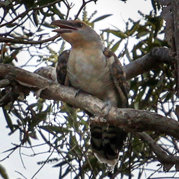 Channel-billed Cuckoo being fed by Raven | Project Noah