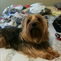 Silky Terrier