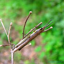brown grass hopper