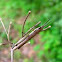 brown grass hopper