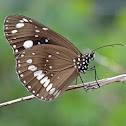 Common Crow
