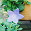 Balloon Flower