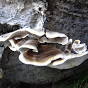 Trametes versicolor (Turkey Tail)