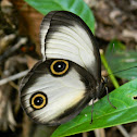 silky owl butterfly
