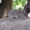 Rat