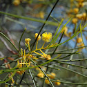 Thin-leaved wattle