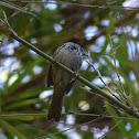 Song Sparrow