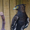 Long-crested Eagle