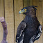 Long-crested Eagle