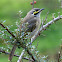 Yellow-Faced Honeyeater