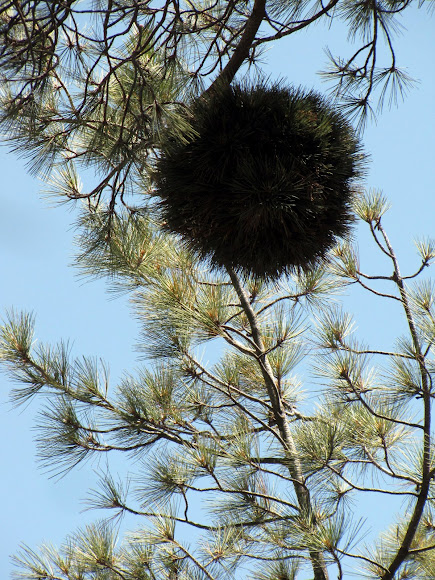 Spotting Image 1