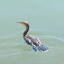 Double-crested Cormorant