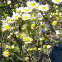 Fleabane