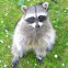 Raccoon