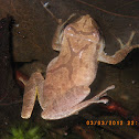Spring Peeper