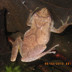 Spring Peeper