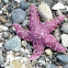 Ochre sea star